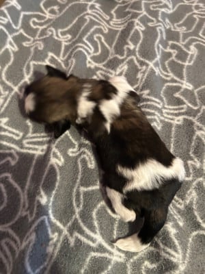 CHIOT 2 - Shih Tzu