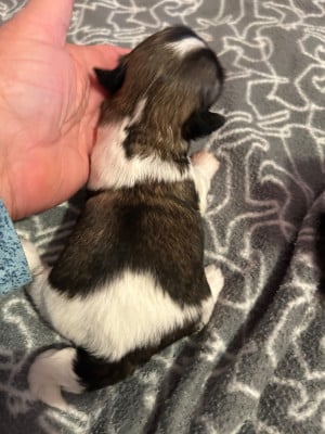 CHIOT 3 - Shih Tzu