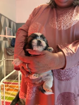 Les chiots de Shih Tzu