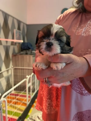 Les chiots de Shih Tzu