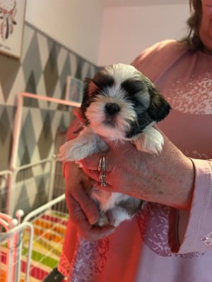 Les chiots de Shih Tzu