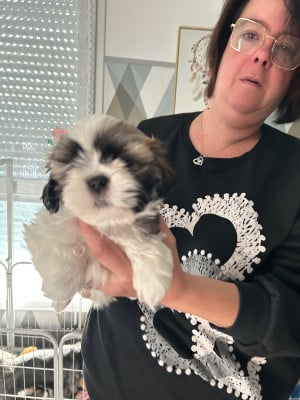 Les chiots de Shih Tzu