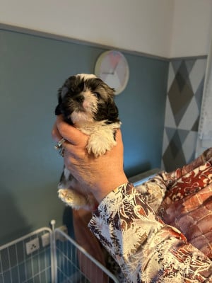 Les chiots de Shih Tzu