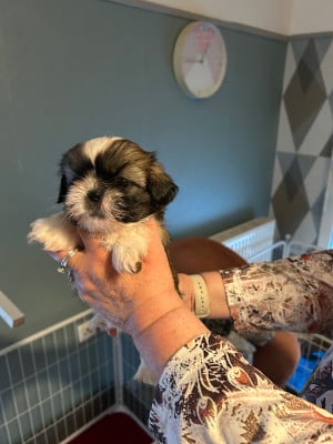 Les chiots de Shih Tzu