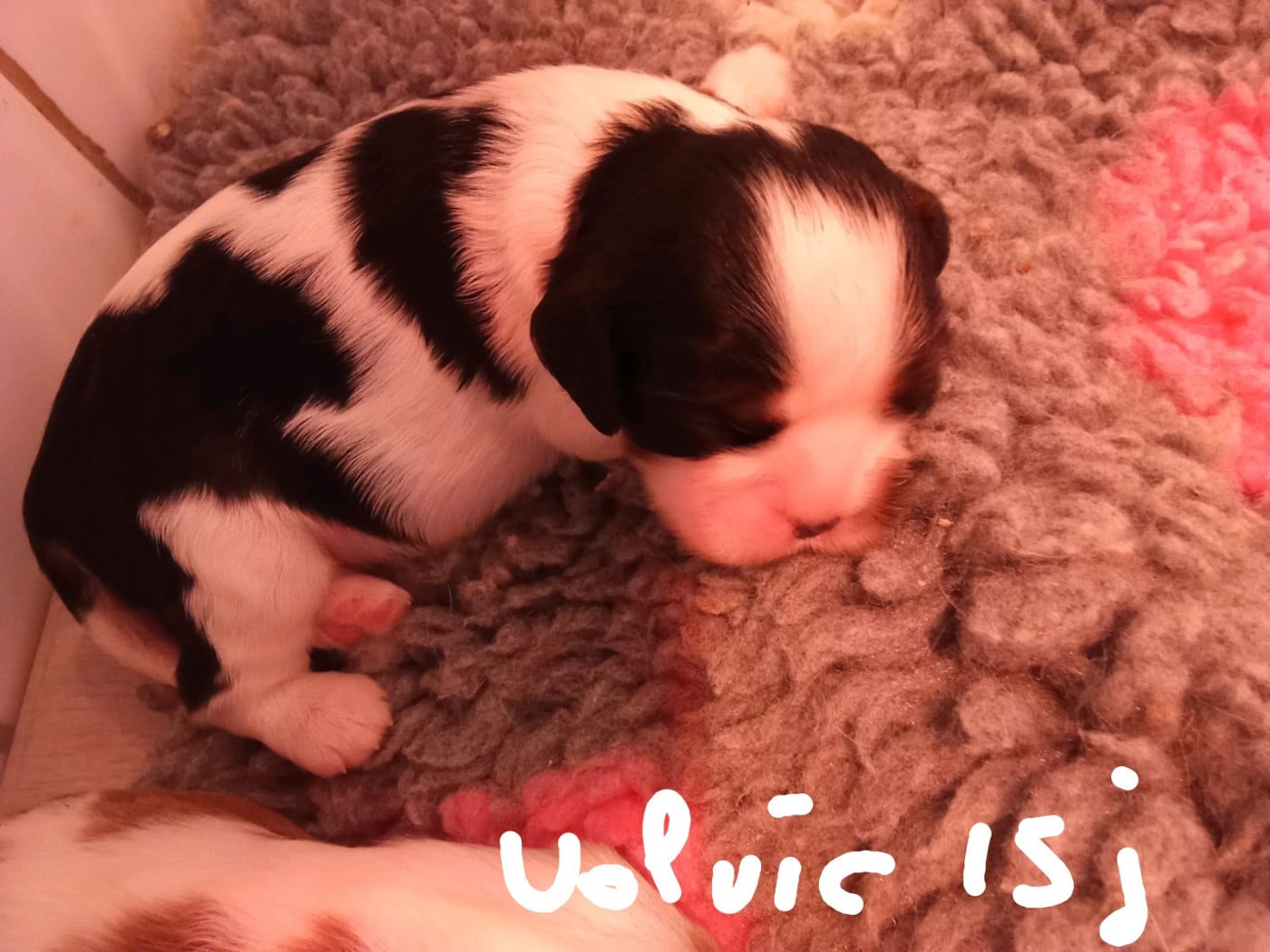 Publication : D'Ez Mortes Terres