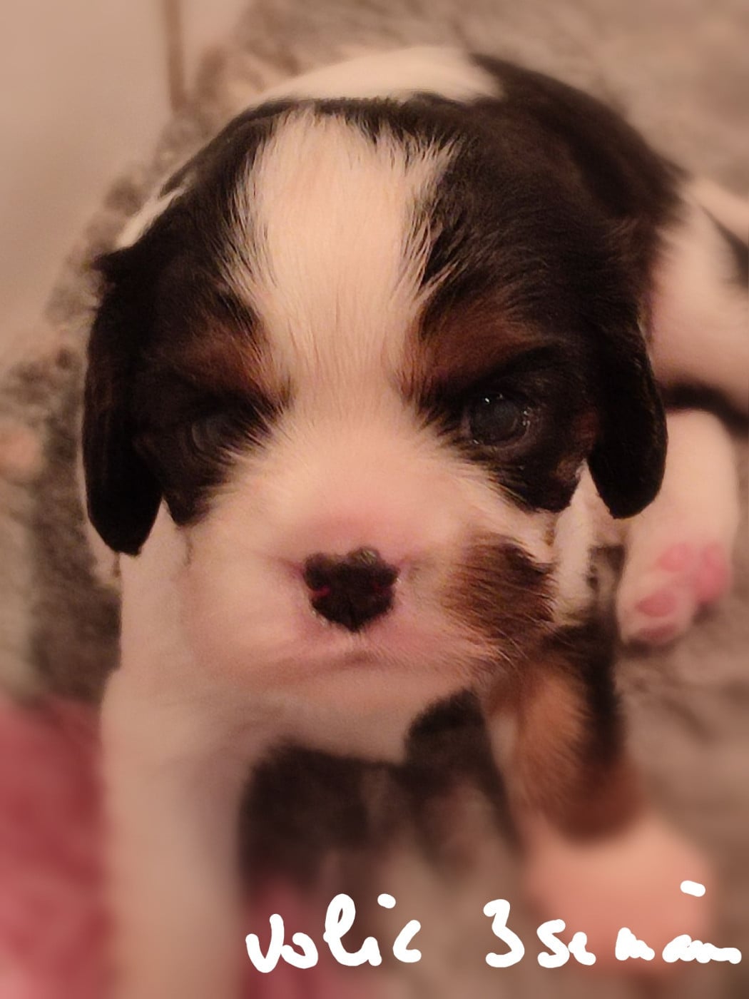 Publication : D'Ez Mortes Terres