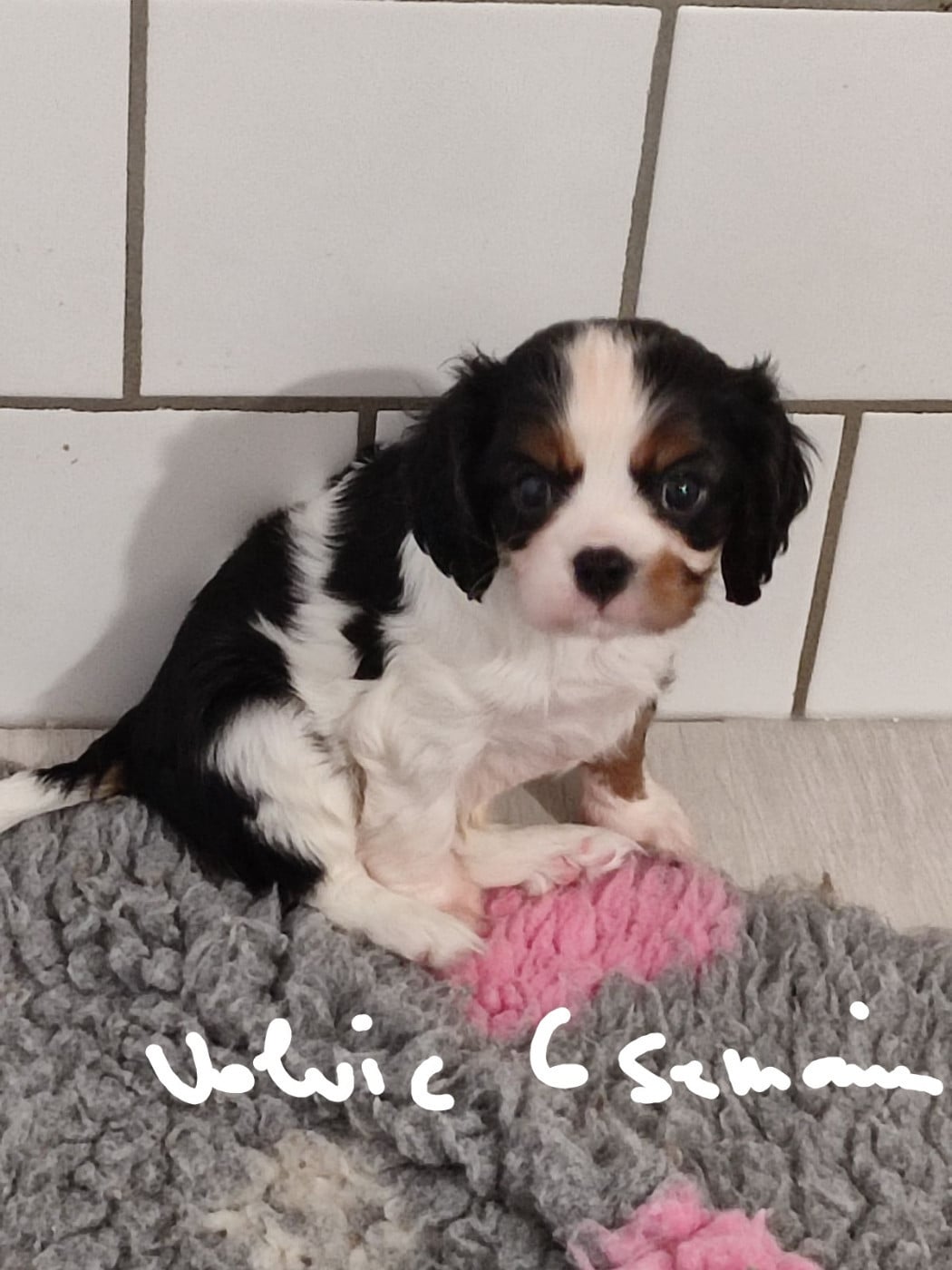 Publication : D'Ez Mortes Terres