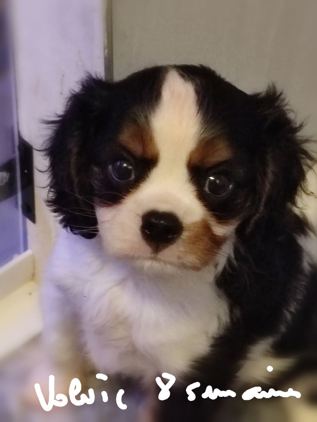 Publication : D'Ez Mortes Terres