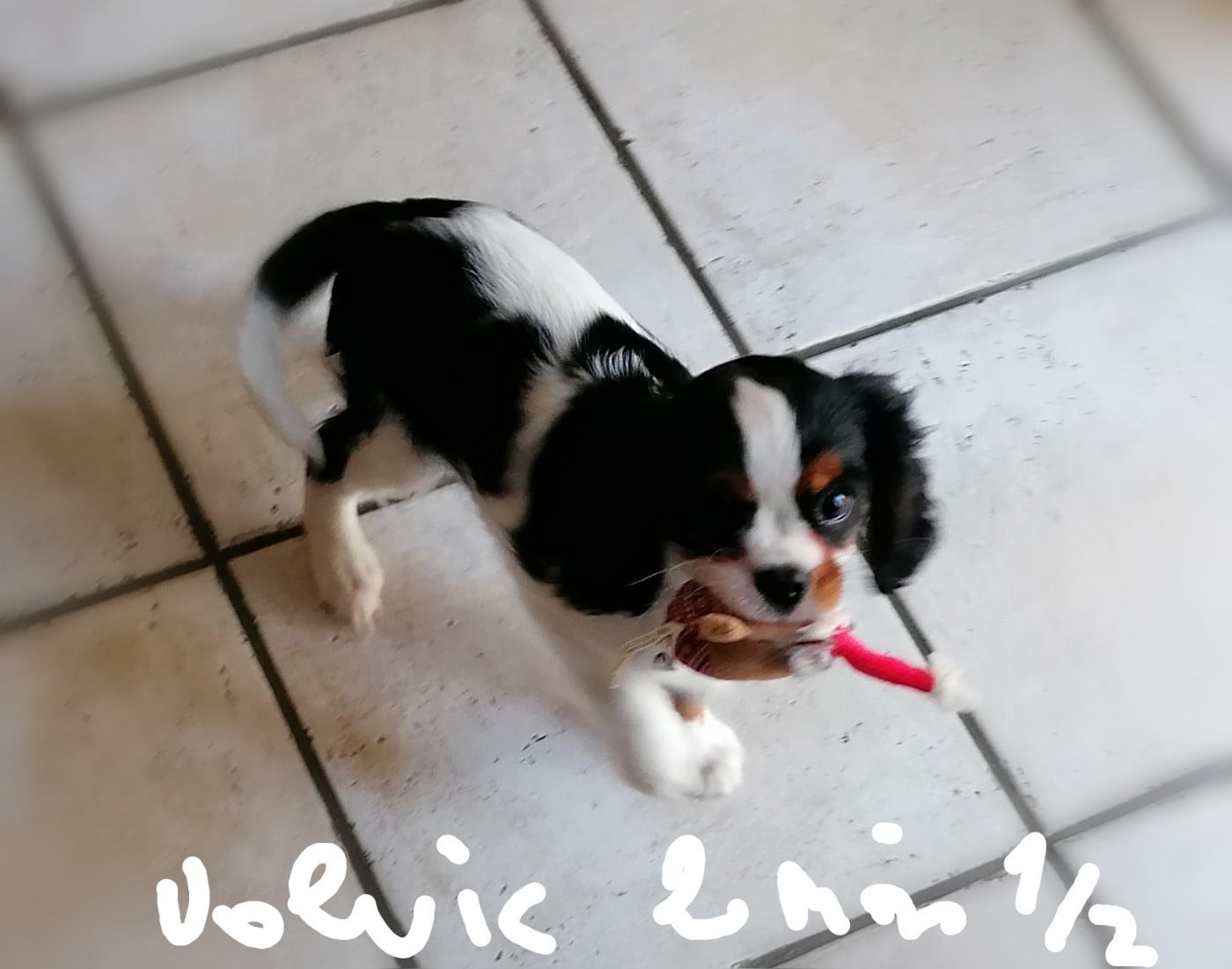 Publication : D'Ez Mortes Terres