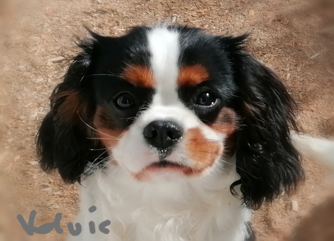 Publication : D'Ez Mortes Terres