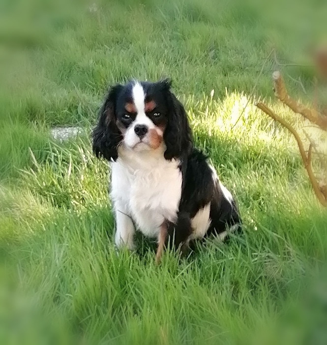 Publication : D'Ez Mortes Terres