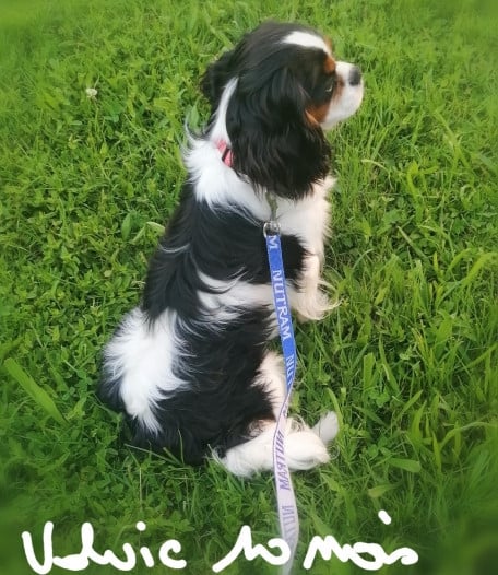 Publication : D'Ez Mortes Terres