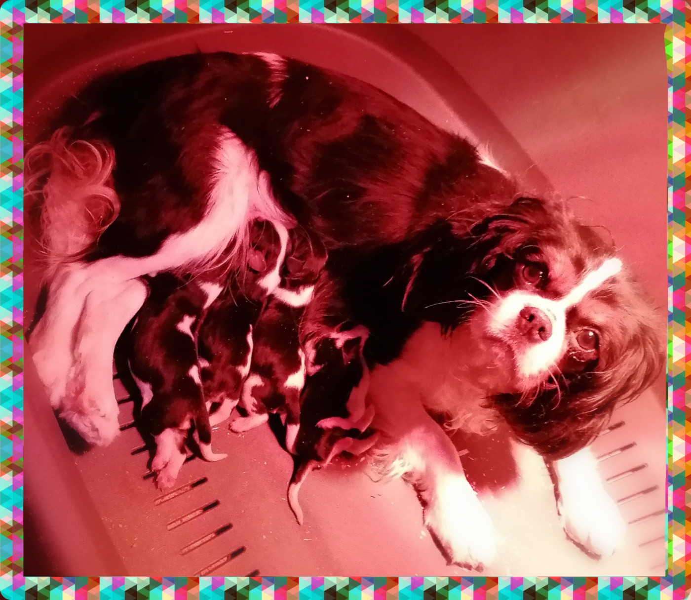 Chiot N°3 - Cavalier King Charles Spaniel