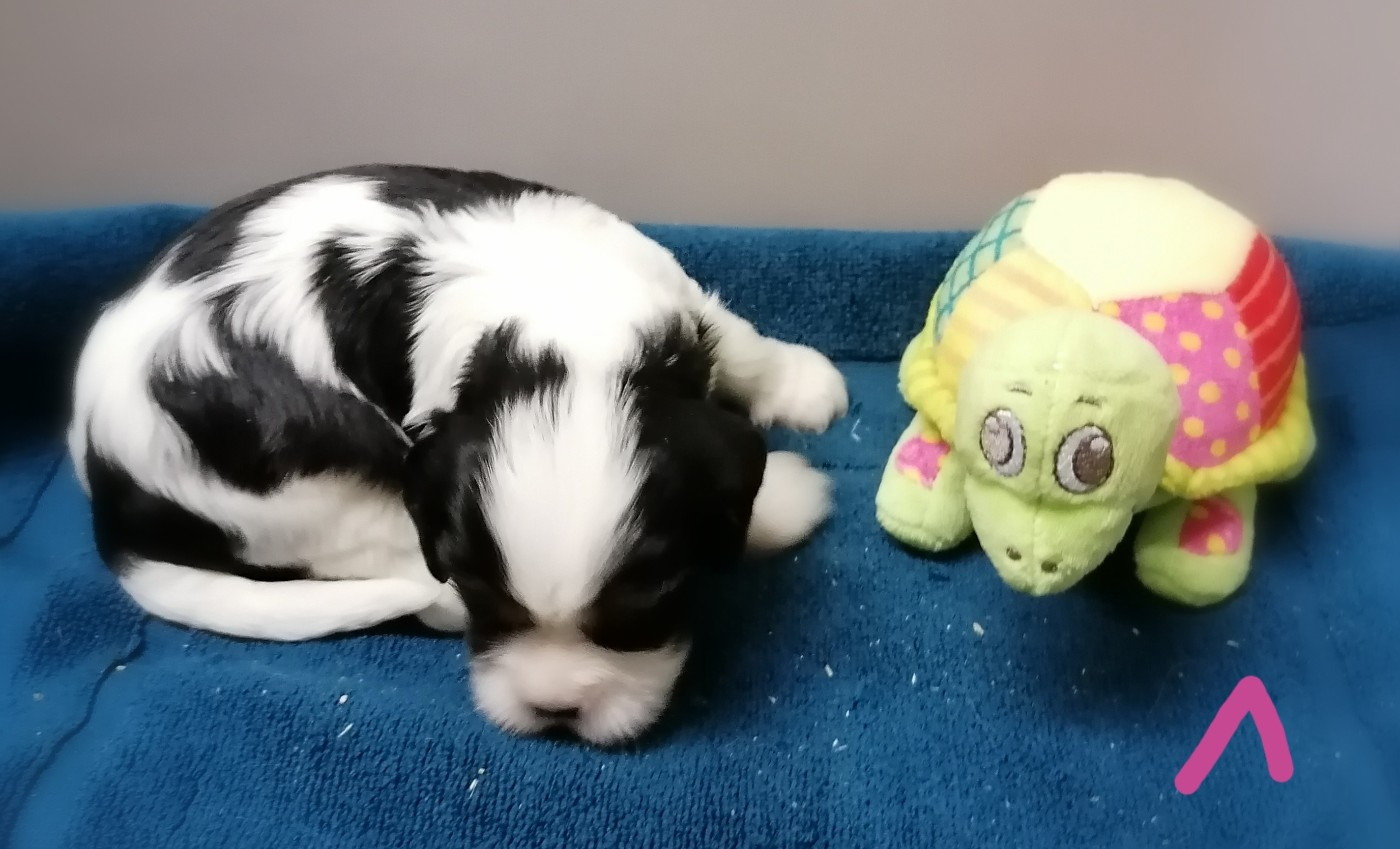CHIOT 2