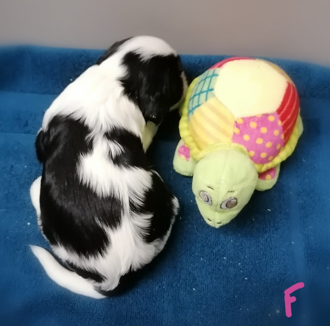 CHIOT 2