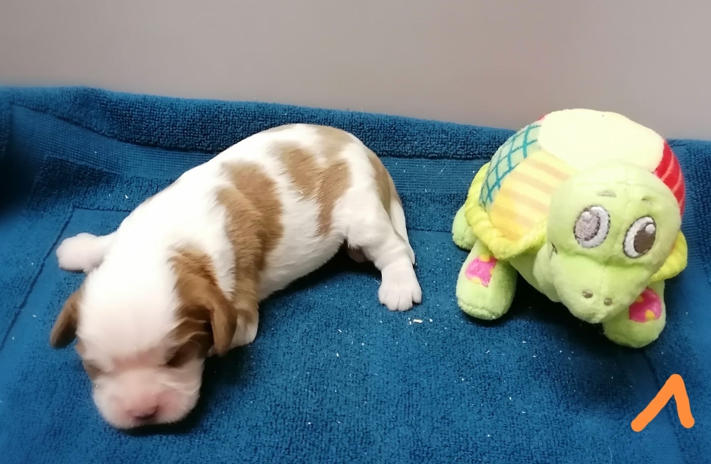 CHIOT 3