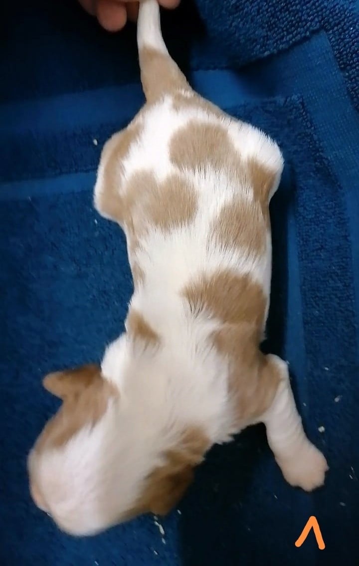 CHIOT 3