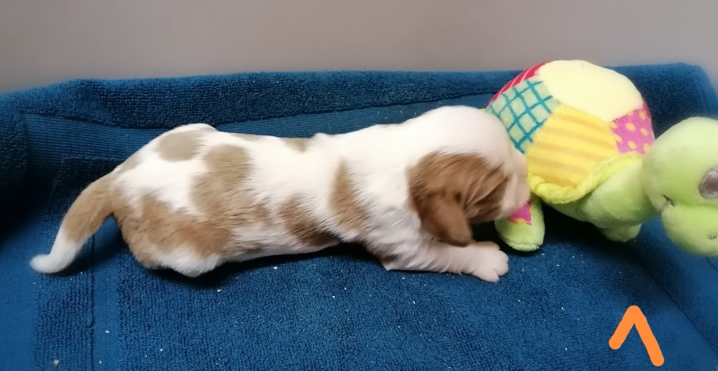 CHIOT 3