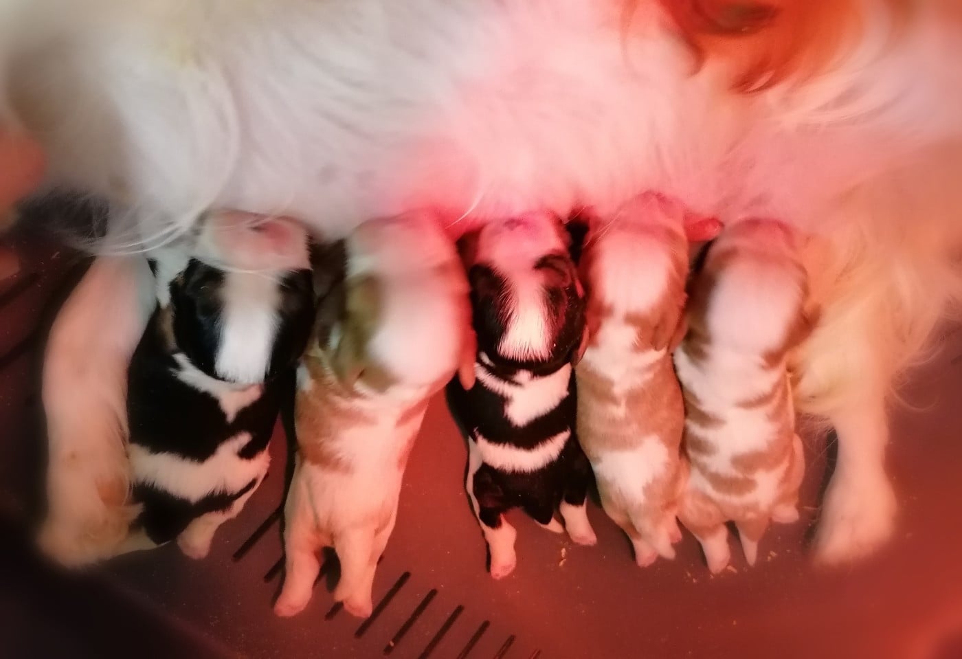 CHIOT 3