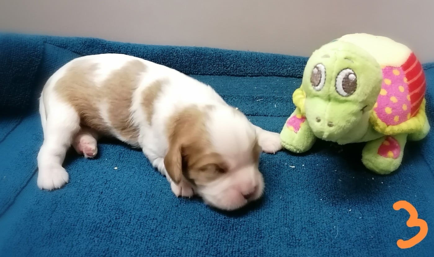 CHIOT 4
