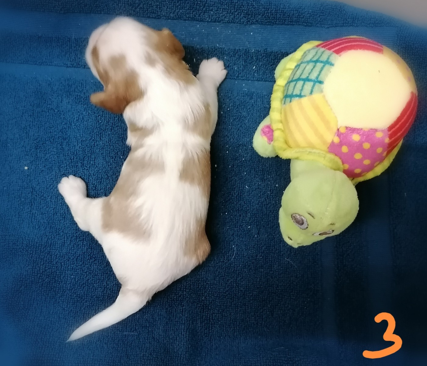 CHIOT 4