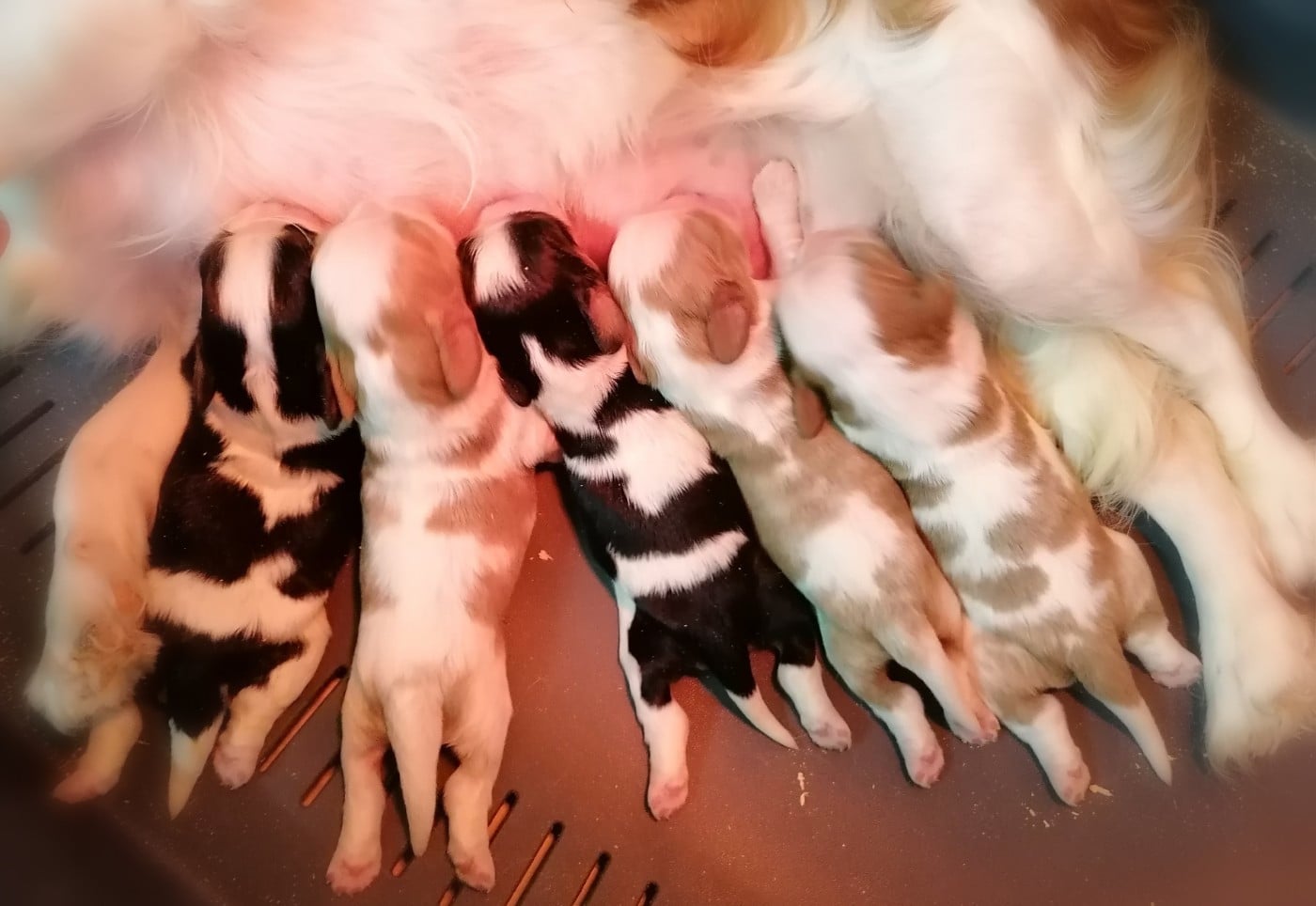 CHIOT 4