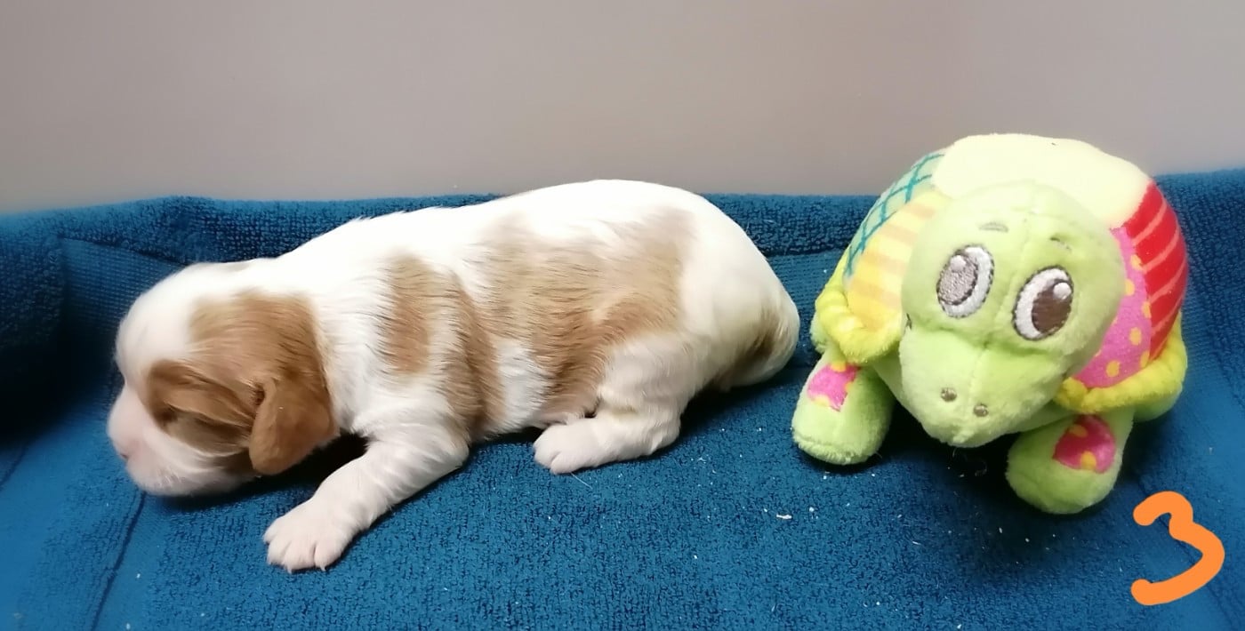 CHIOT 4