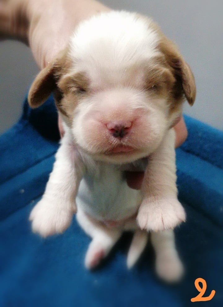 CHIOT 5