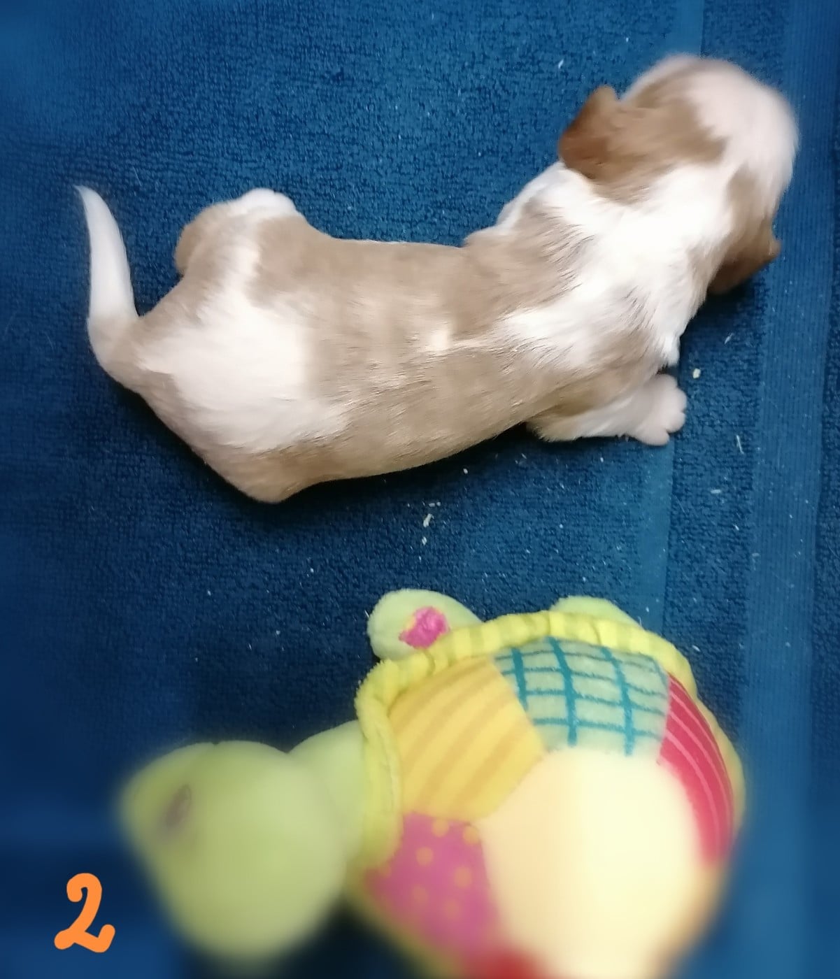 CHIOT 5
