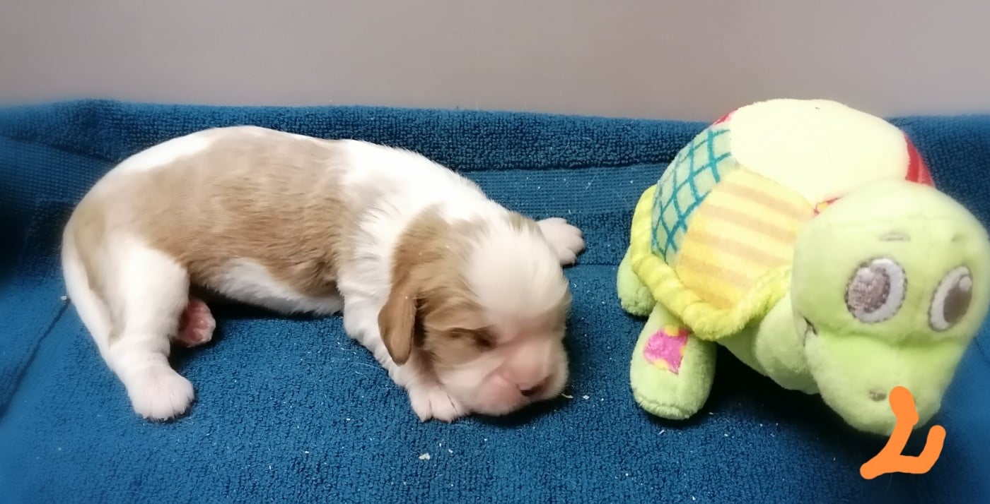 CHIOT 5