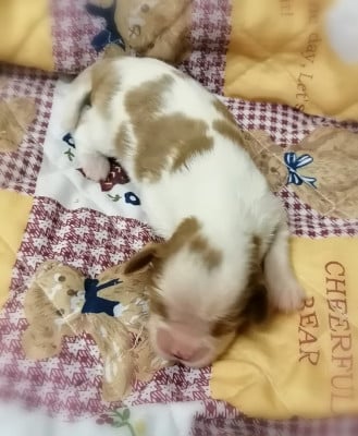 Les chiots de Cavalier King Charles Spaniel