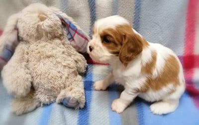 Les chiots de Cavalier King Charles Spaniel