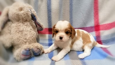 Les chiots de Cavalier King Charles Spaniel