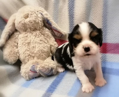 Les chiots de Cavalier King Charles Spaniel