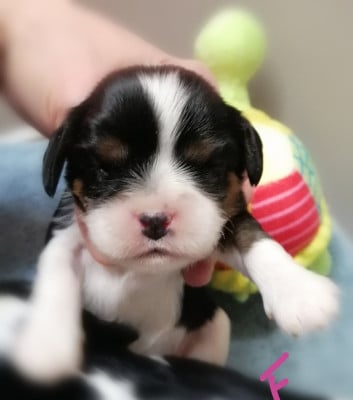 Les chiots de Cavalier King Charles Spaniel