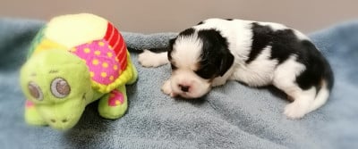 Les chiots de Cavalier King Charles Spaniel