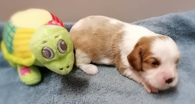 Les chiots de Cavalier King Charles Spaniel
