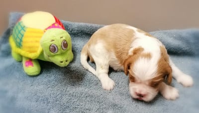 Les chiots de Cavalier King Charles Spaniel