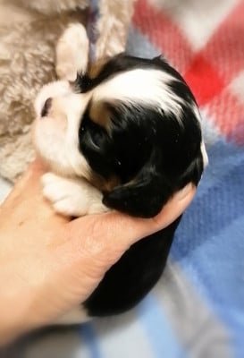 Les chiots de Cavalier King Charles Spaniel