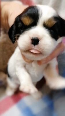 Les chiots de Cavalier King Charles Spaniel