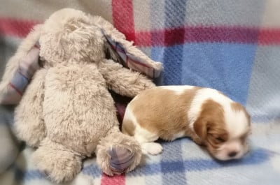Les chiots de Cavalier King Charles Spaniel