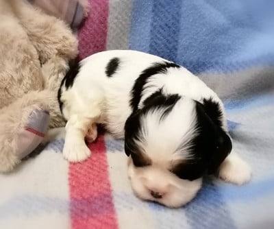 Les chiots de Cavalier King Charles Spaniel