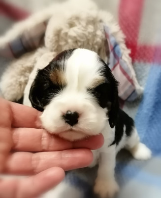 Les chiots de Cavalier King Charles Spaniel
