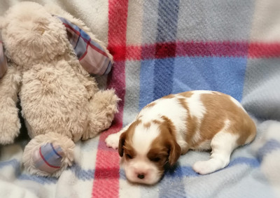 Les chiots de Cavalier King Charles Spaniel