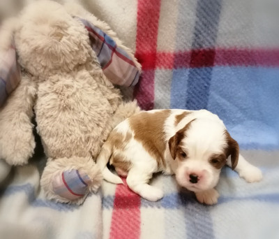 Les chiots de Cavalier King Charles Spaniel