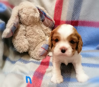 Les chiots de Cavalier King Charles Spaniel