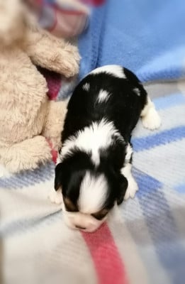 Les chiots de Cavalier King Charles Spaniel