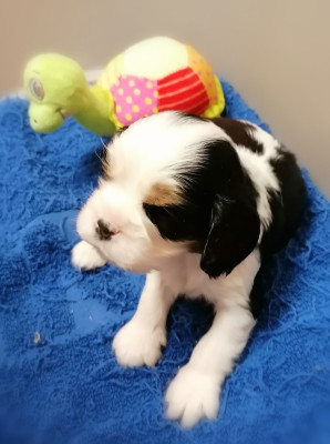 Les chiots de Cavalier King Charles Spaniel