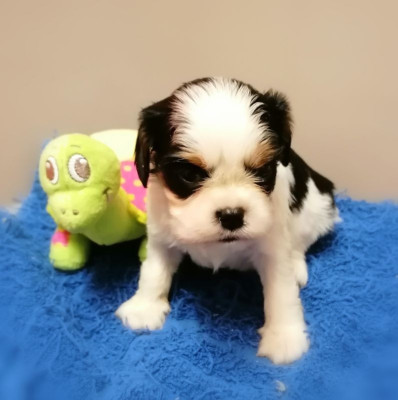 Les chiots de Cavalier King Charles Spaniel