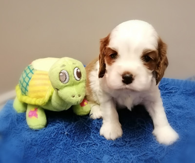 Les chiots de Cavalier King Charles Spaniel